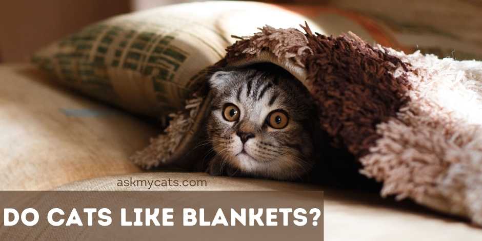 Why do cats like fuzzy blankets