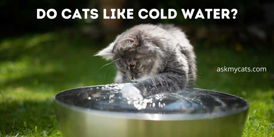 Do Cats Like Cold Water