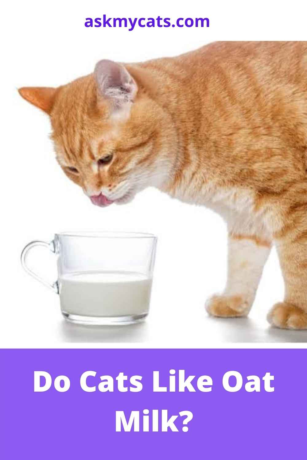My Cat Loves Oat Milk Can Cats Drink Oat Milk?