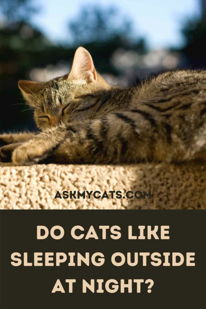 Do Cats Like Sleeping Outside At Night?