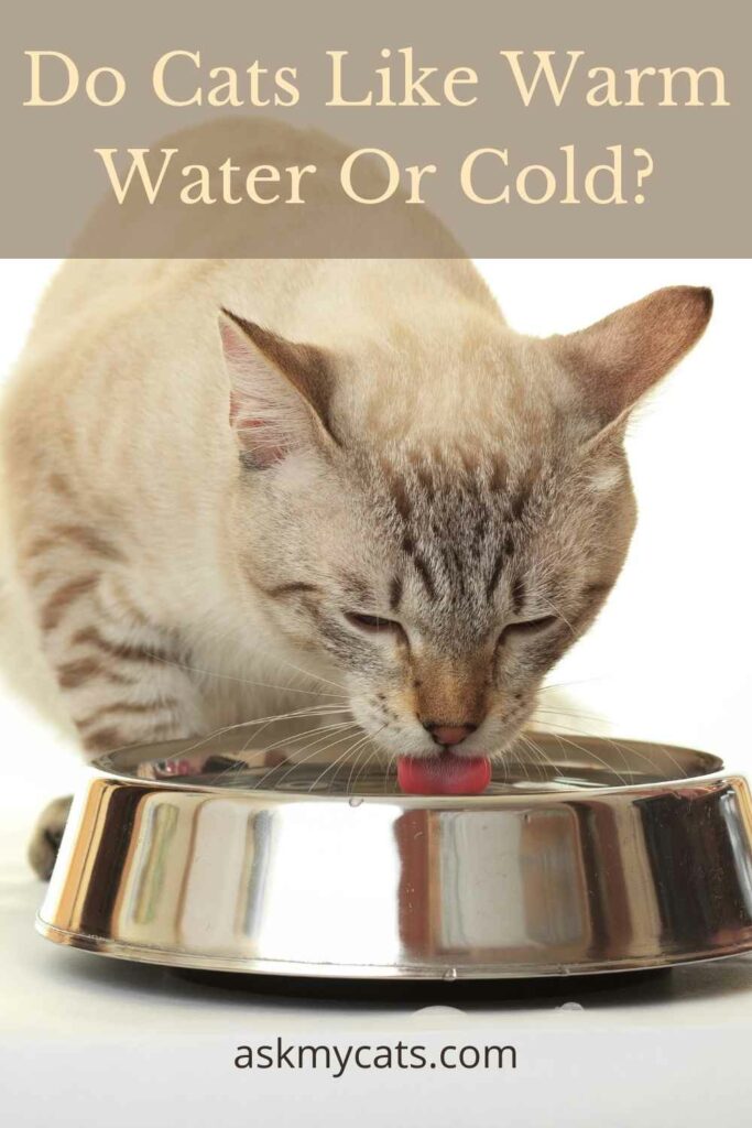 Do Cats Like Cold Water? What’s Their Preference?
