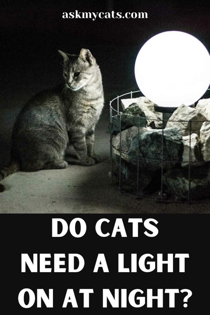 Do Cats Need A Light On At Night?