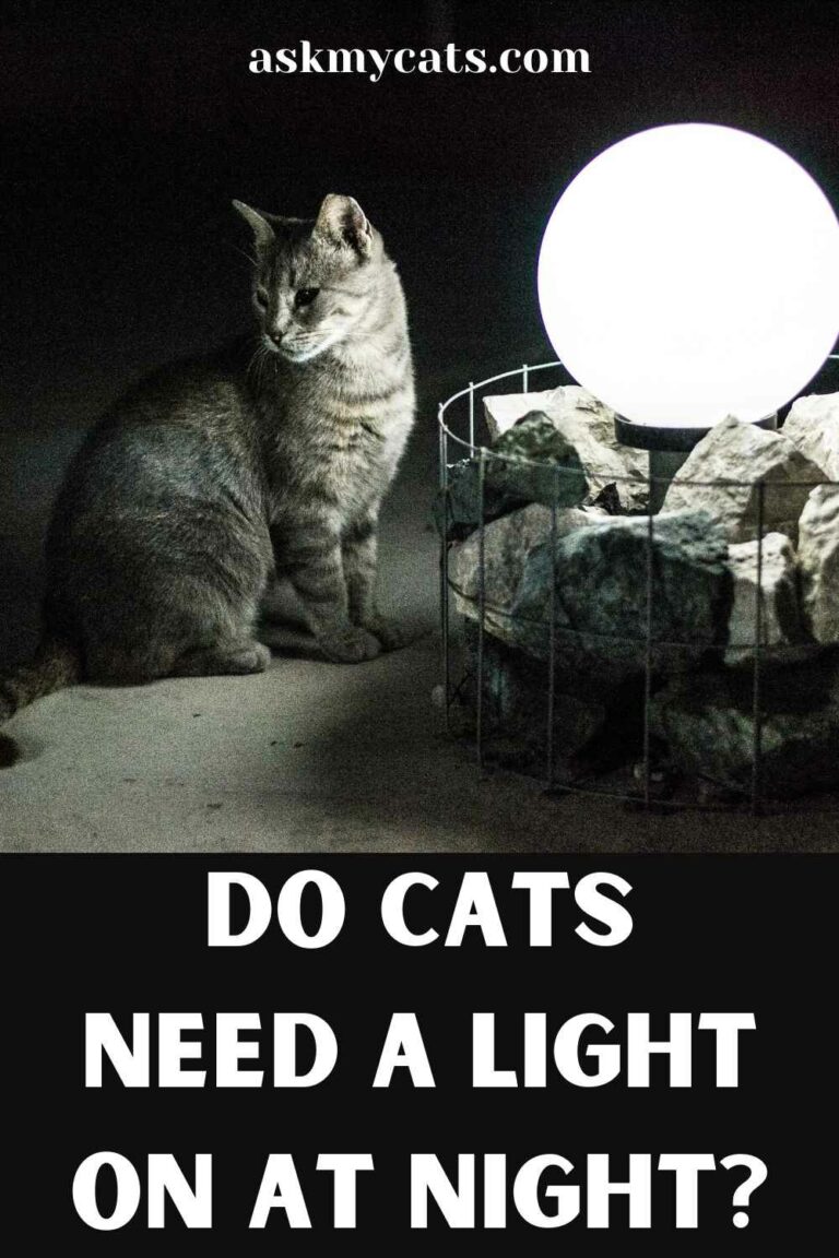 Are Cats Scared Of The Dark? Do They See Ghosts In Dark?