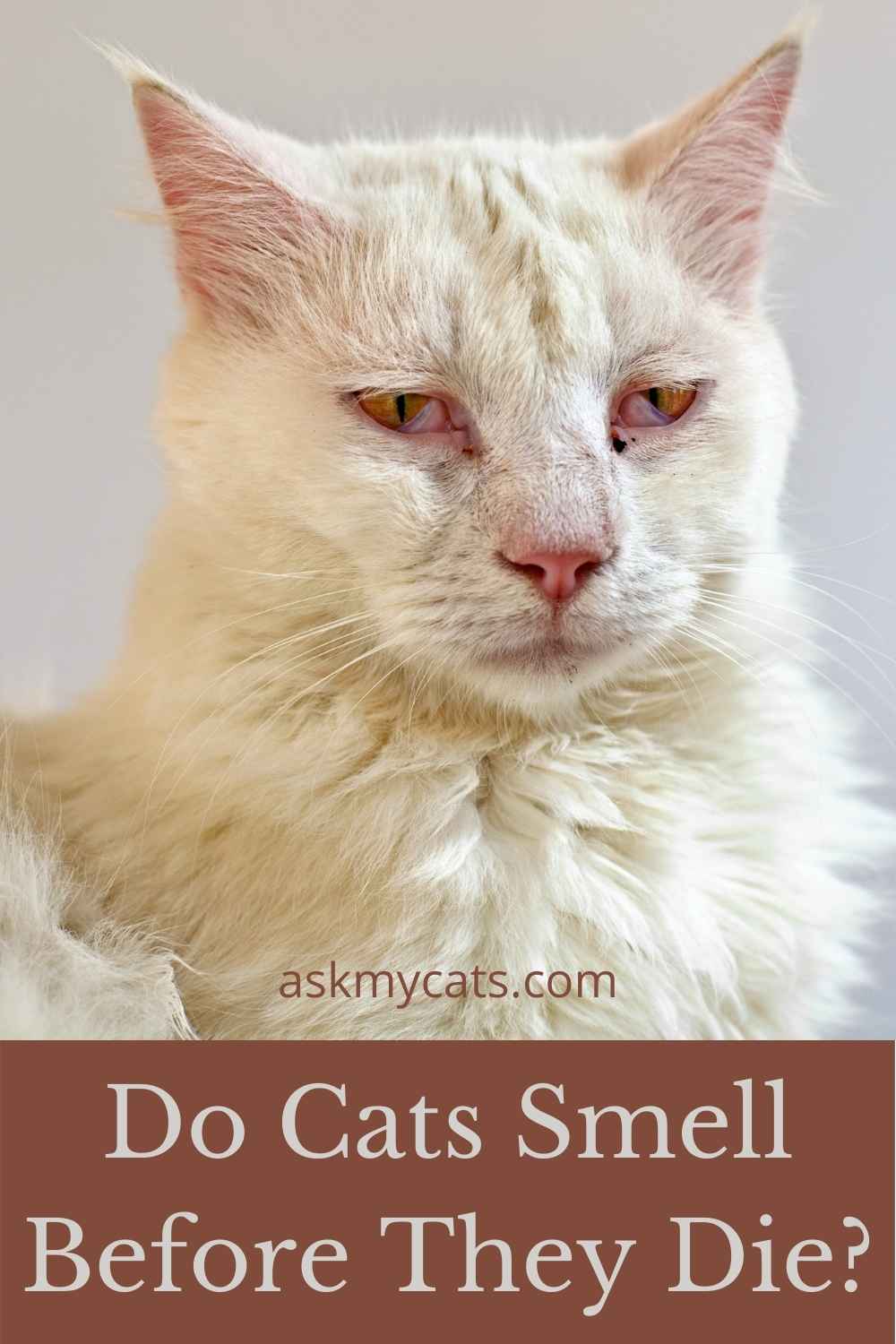 My Cat Smells Like Death! Is He Actually Dying?