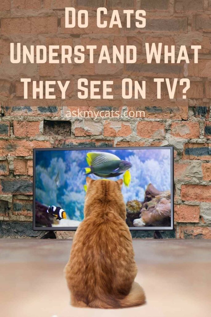 Do Cats Understand What They See On TV?