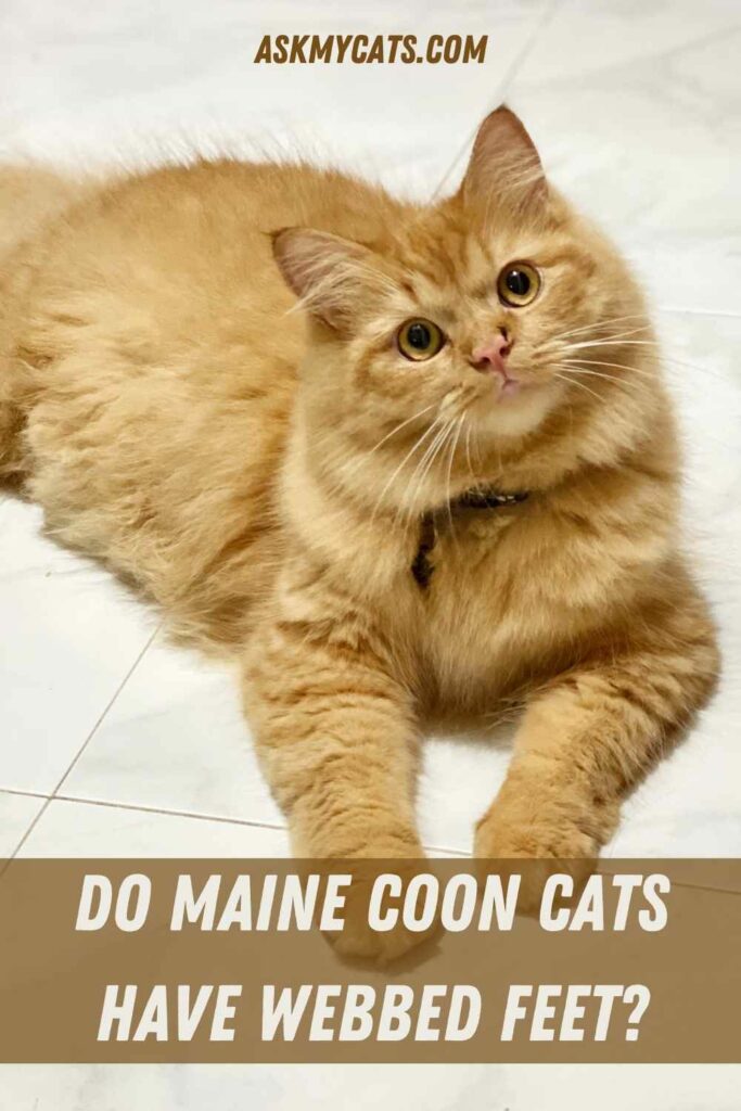 Do Maine Coon Cats Have Webbed Feet?