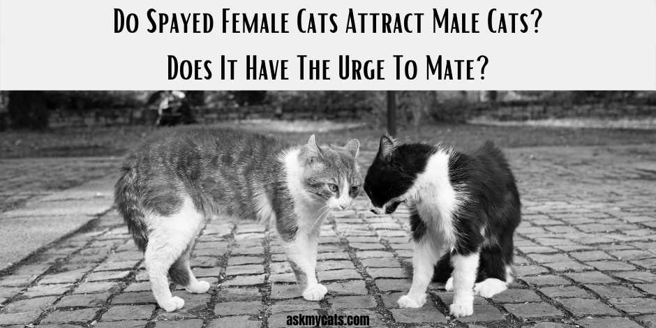 Do Spayed Female Cats Attract Male Cats Does It Have The Urge To Mate