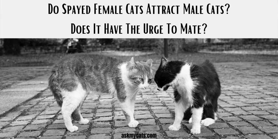 Do Fixed Cats Still Have the Urge To Mate?