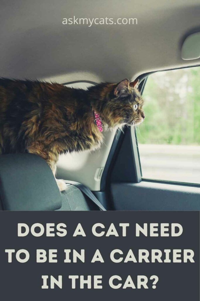 Does A Cat Need To Be In A Carrier In The Car?