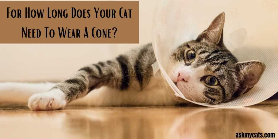 For How Long Does Your Cat Need To Wear A Cone