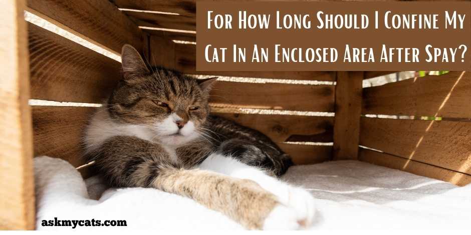 How Long Should I Confine My Cat In An Enclosed Area After Spay How To Keep It Safe