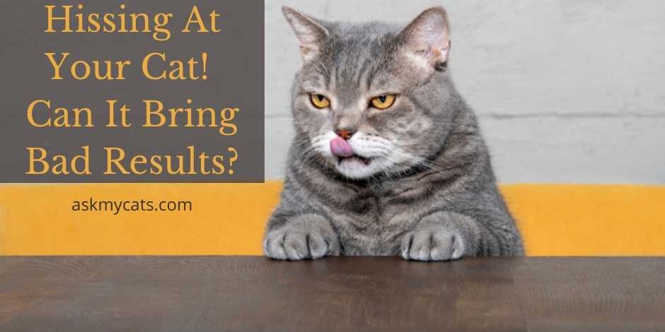 Hissing At Your Cat Can It Bring Bad Results