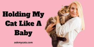 Holding My Cat Like A Baby – Is It Really OK?