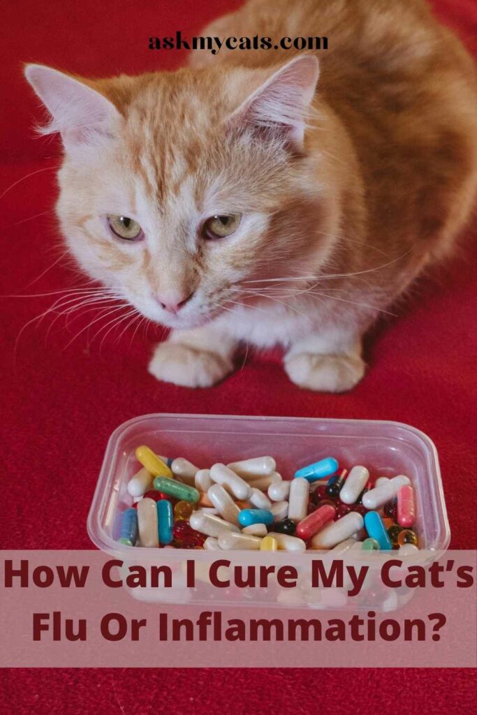 How Can I Cure My Cat’s Flu Or Inflammation?