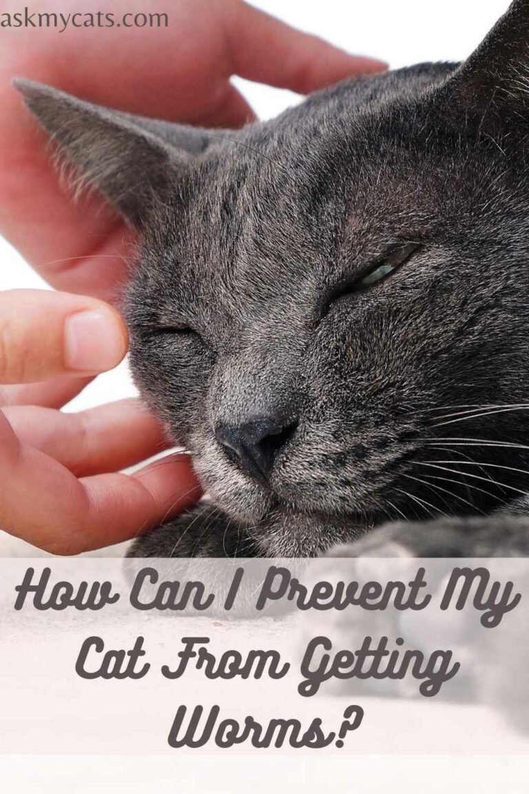 Worms In Cats! Are They Deadly?