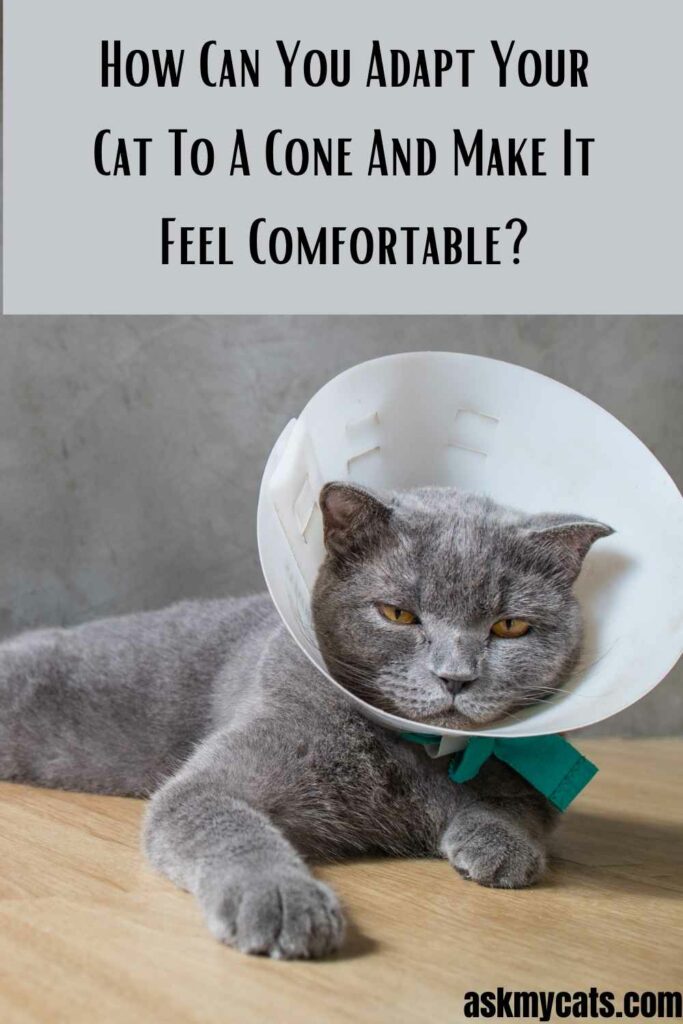 How Can You Adapt Your Cat To A Cone And Make It Feel Comfortable?