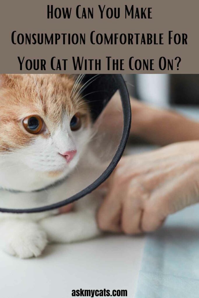 Cat eating outlet with cone