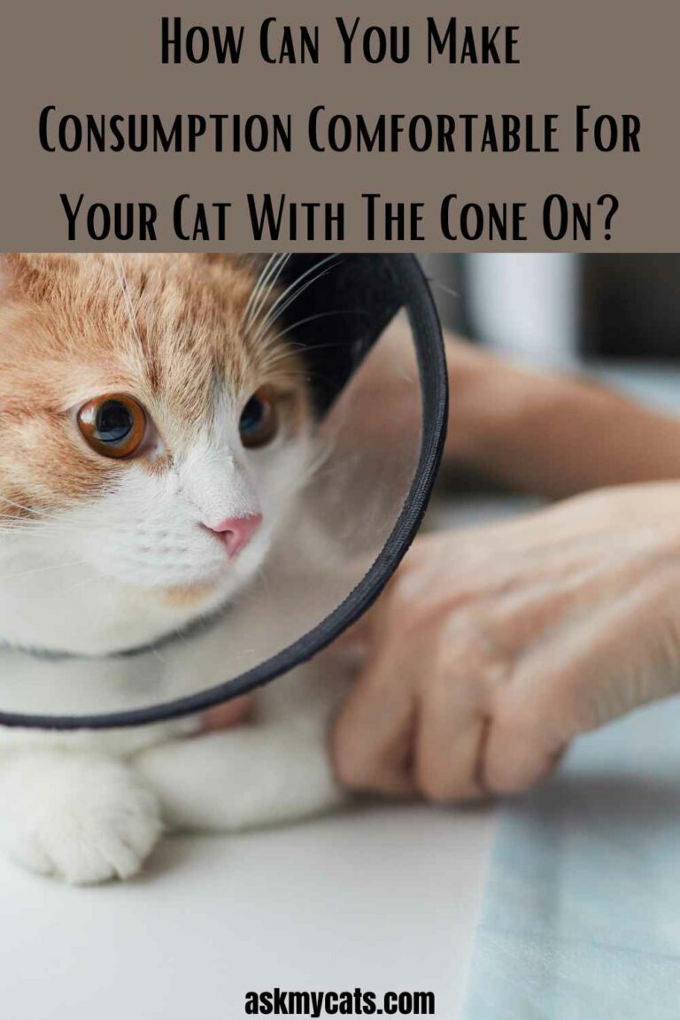 Can I Feed My Cat With A Cone On? Will My Cat Feel Comfortable?