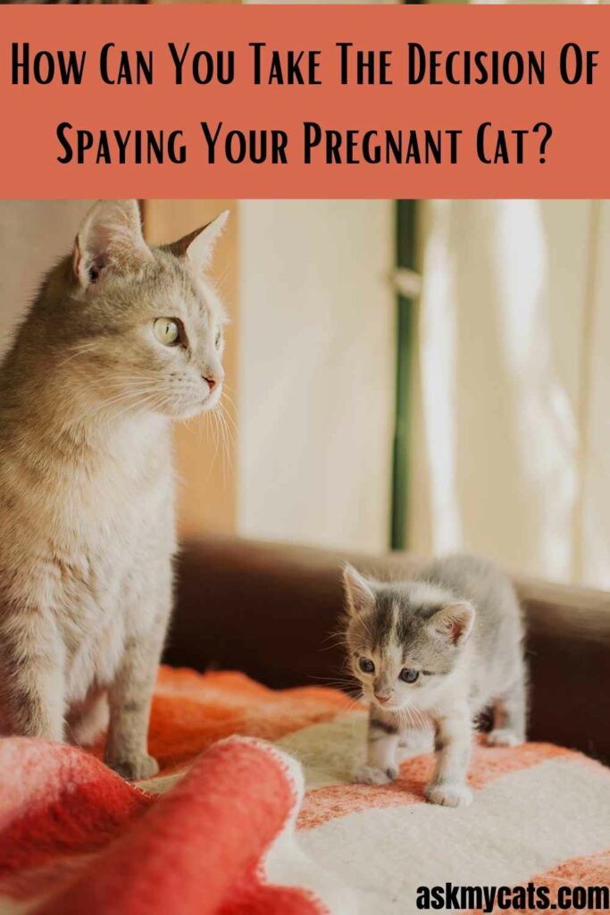 How Can You Take The Decision Of Spaying Your Pregnant Cat?