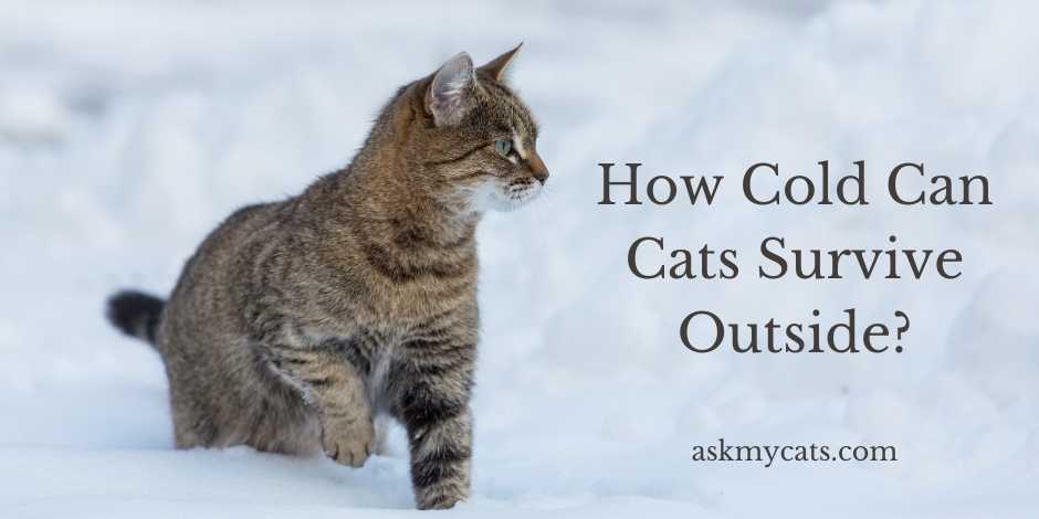 How Cold Can Cats Survive Outside