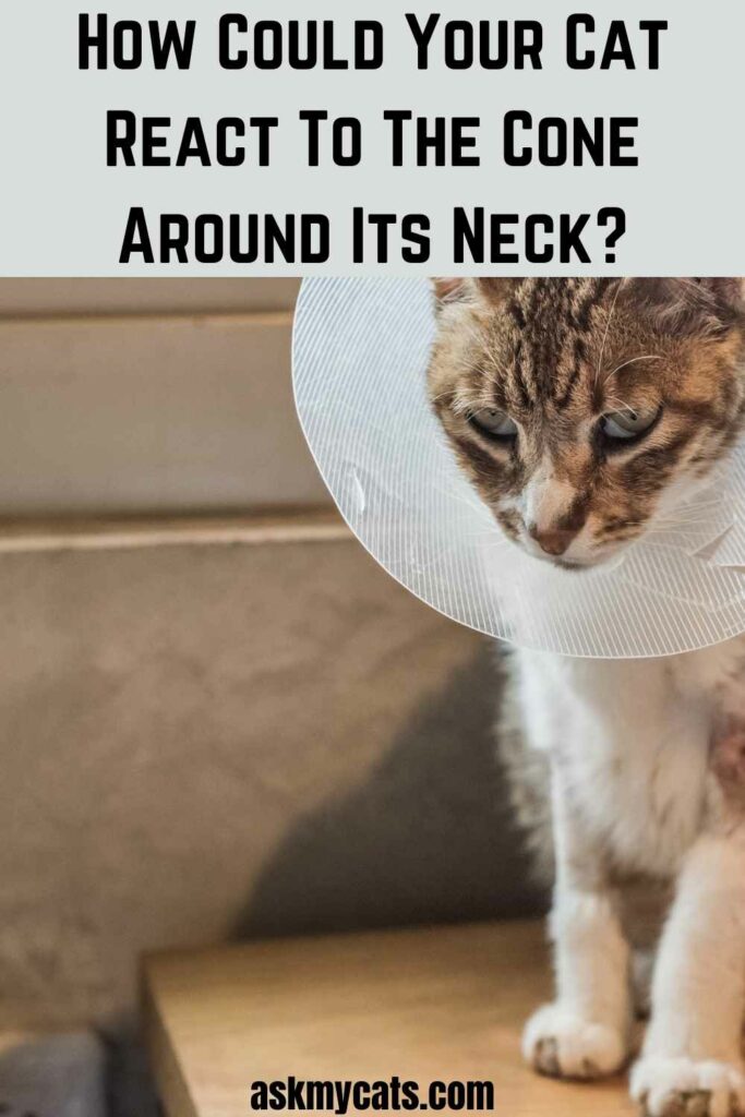 How Could Your Cat React To The Cone Around Its Neck?