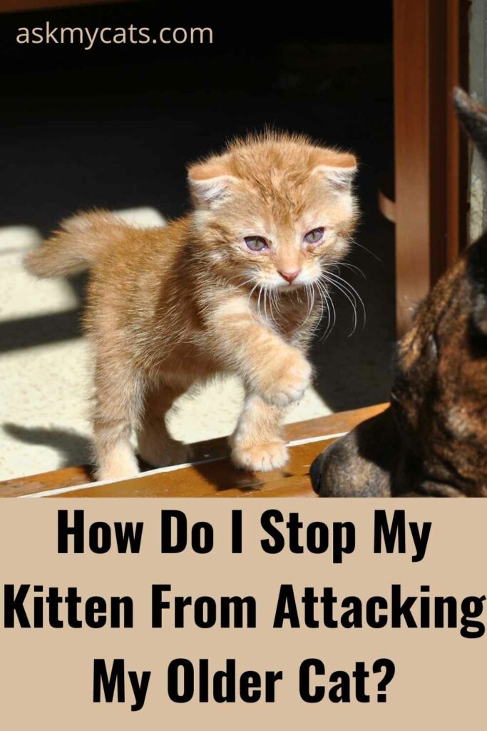 how do i stop my kitten from attacking older cat?