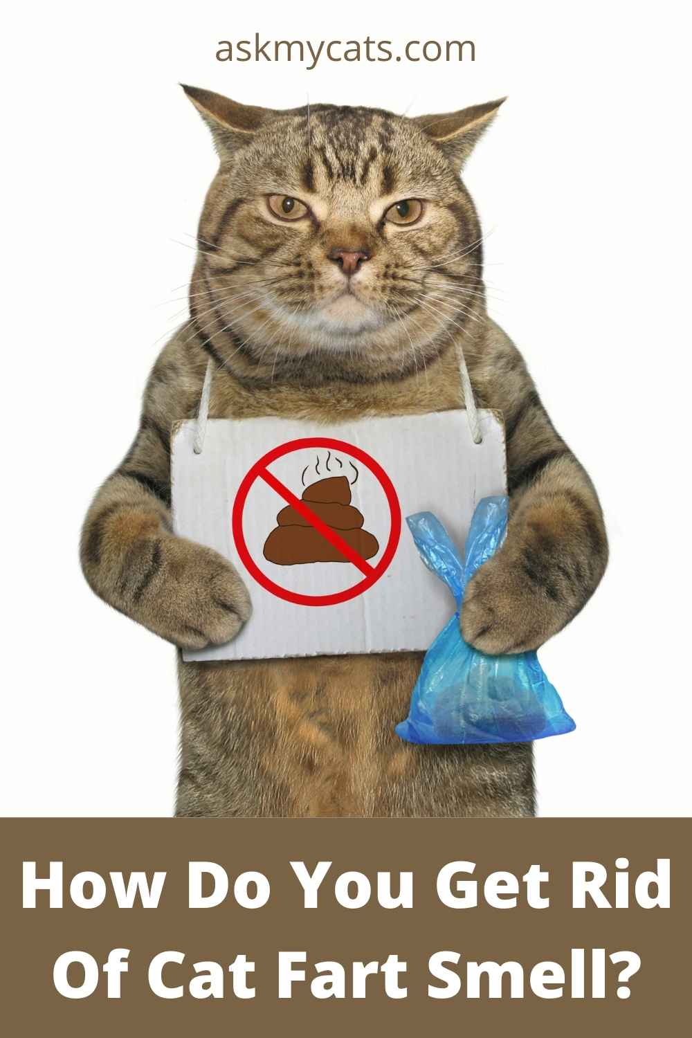 Why Do Cats Fart Smell So Bad? The Stinky Truth Revealed!