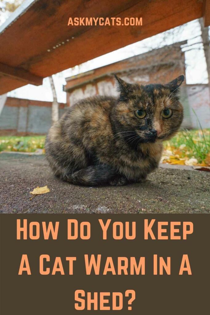 How Do You Keep A Cat Warm In A Shed?