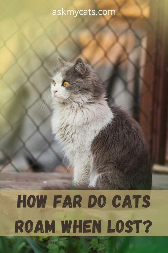 How Far Do Cats Roam When Lost?