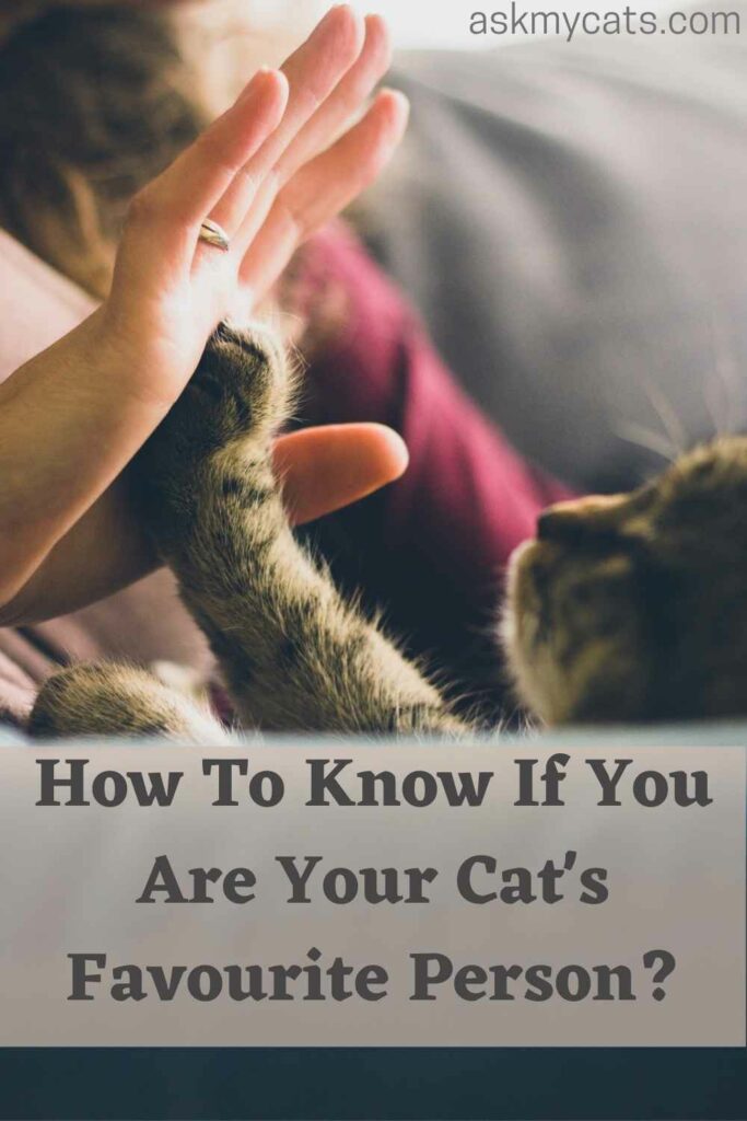 How To Know If You Are Your Cat's Favourite Person?