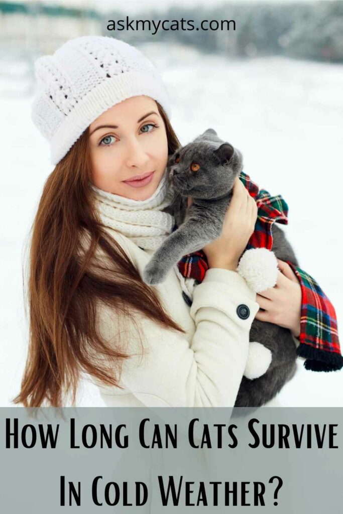 How Long Can Cats Survive In Cold Weather?