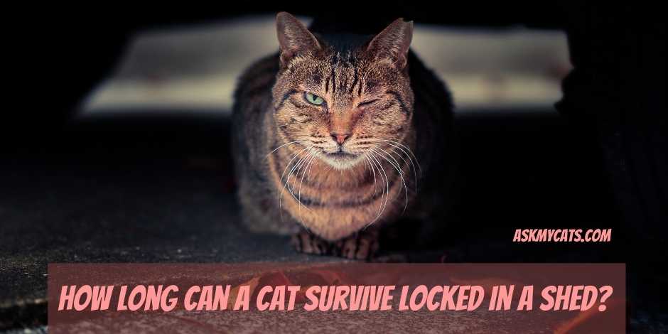 How Long Can a Cat Survive Locked in a Shed