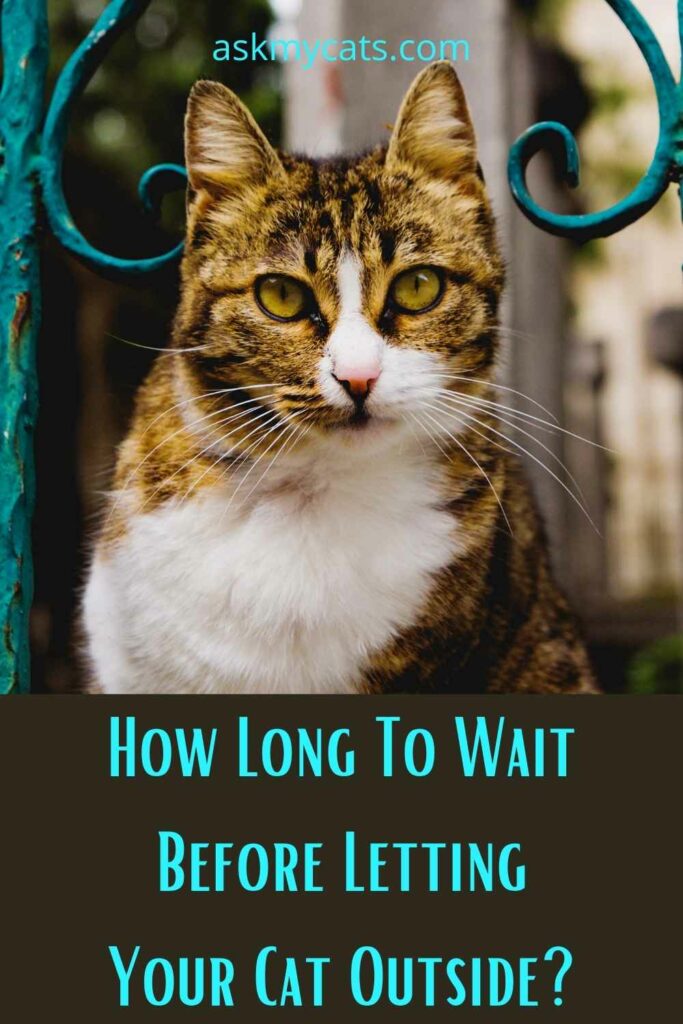 How Long To Wait Before Letting Your Cat Outside?