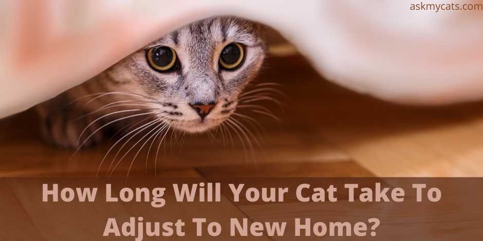 How Long Will Your Cat Take To Adjust To New Home?