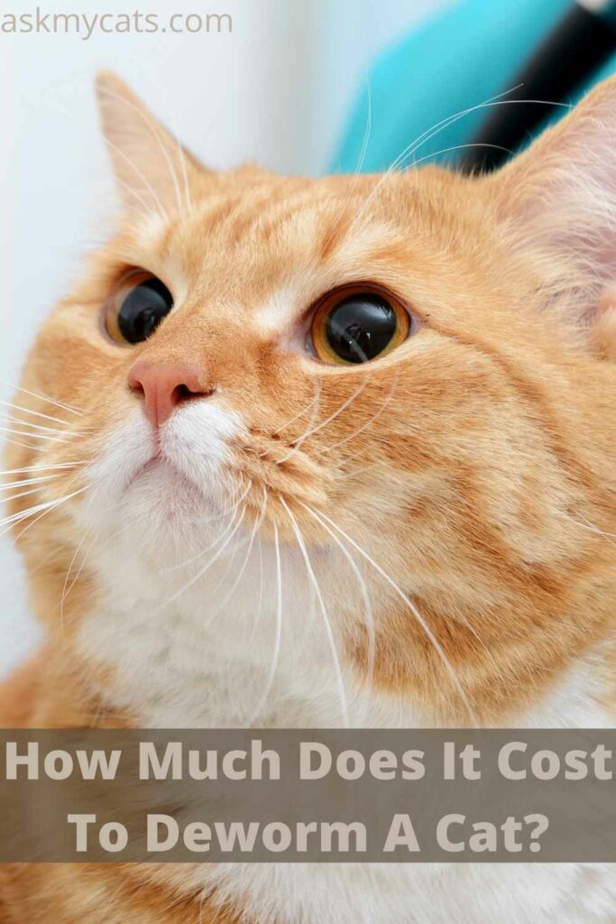 How Much Does It Cost To Deworm A Cat?