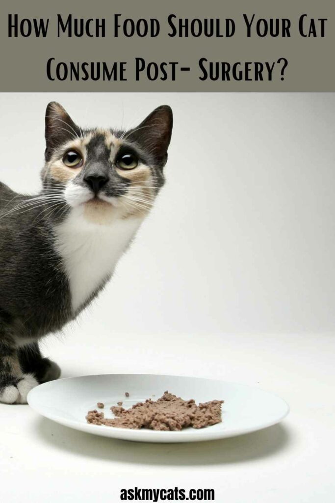 How Much Food Should Your Cat Consume Post-Surgery?