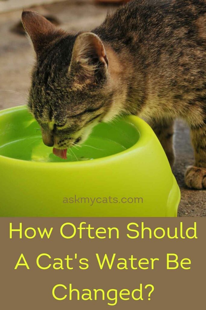 How Often Should A Cat's Water Be Changed?