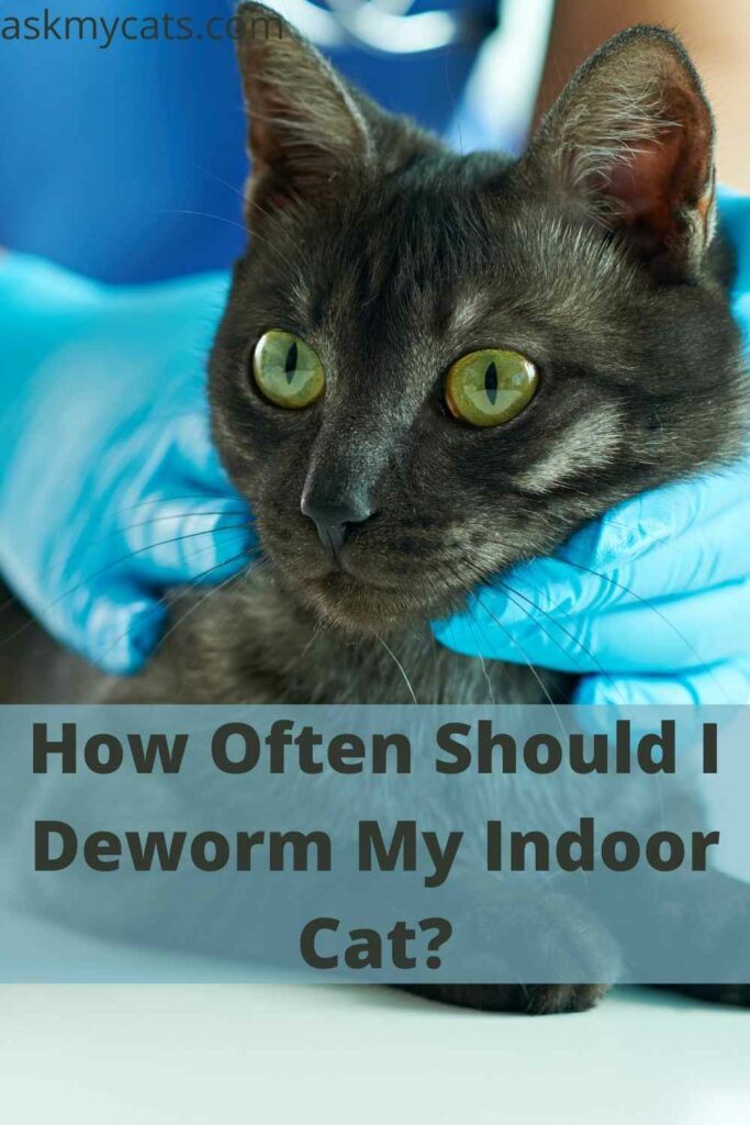 How Often Should I Deworm My Indoor Cat?