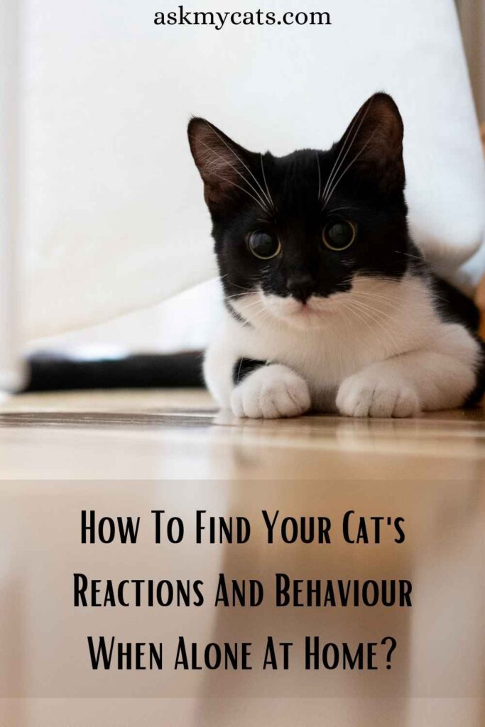 How To Find Your Cat's Reactions And Behaviour When Alone At Home?