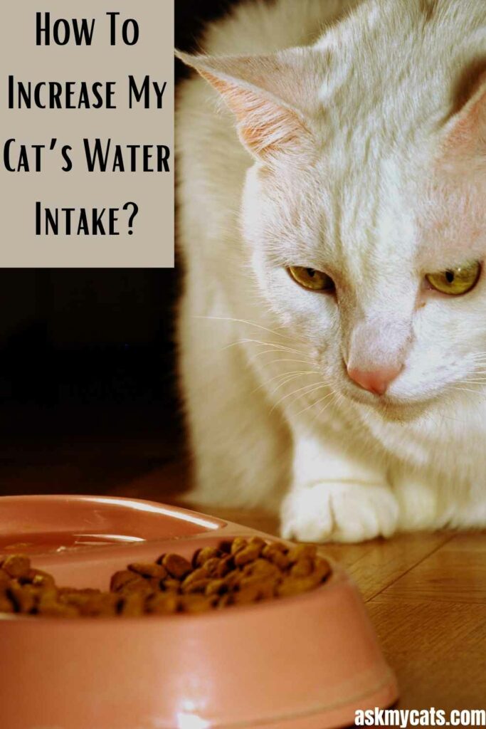 How To Increase My Cat’s Water Intake?