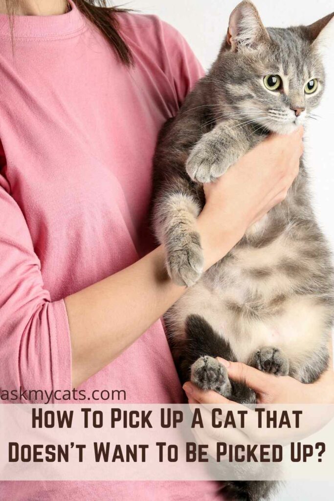 How To Pick Up A Cat That Doesn’t Want To Be Picked Up?