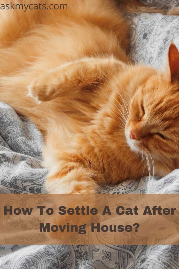 How To Settle A Cat After Moving House?