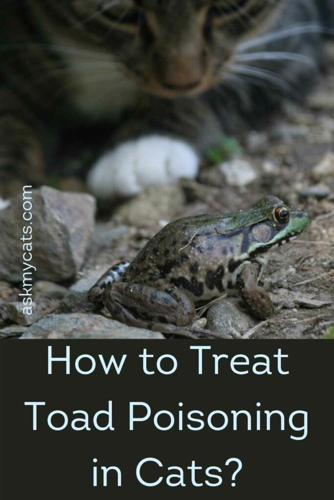 How to Treat Toad Poisoning in Cats?