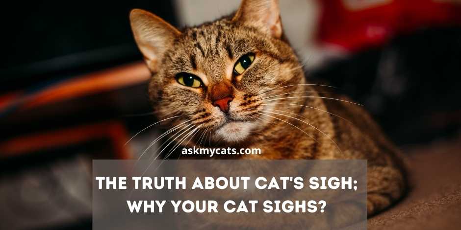 the truth about cat's sigh;why do cat sighs