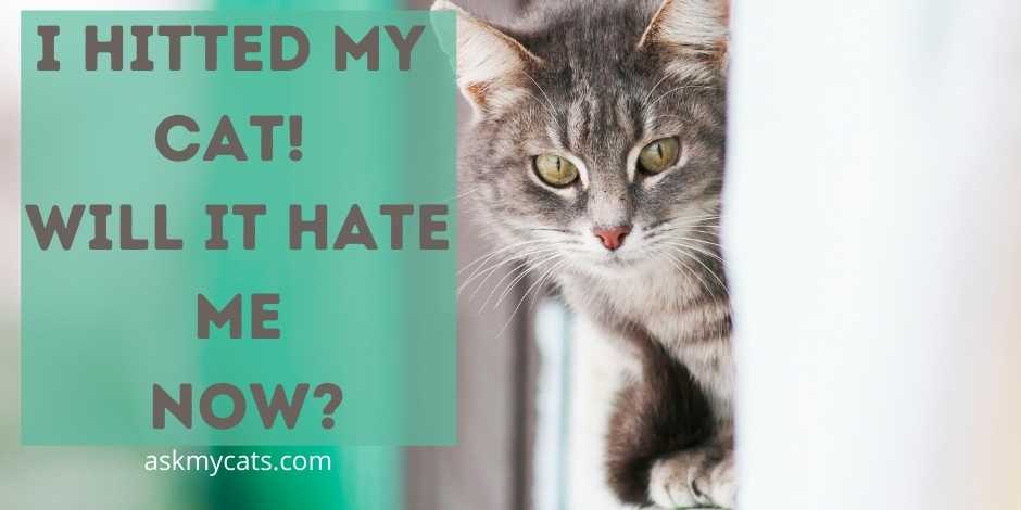 I Hitted My Cat! Will It Hate Me?