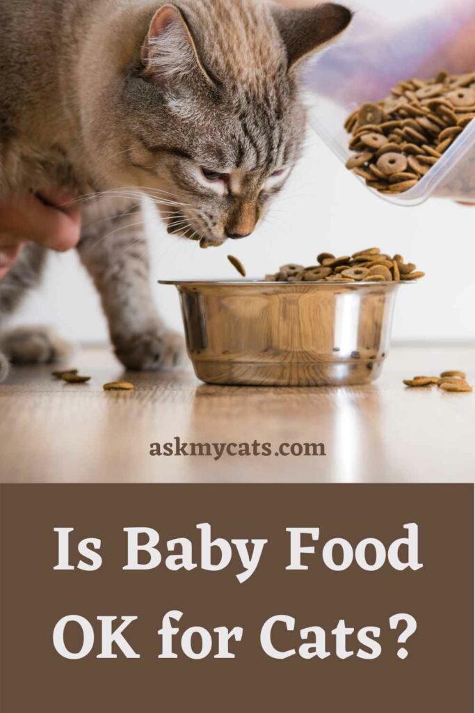 Can you feed shop cats baby food