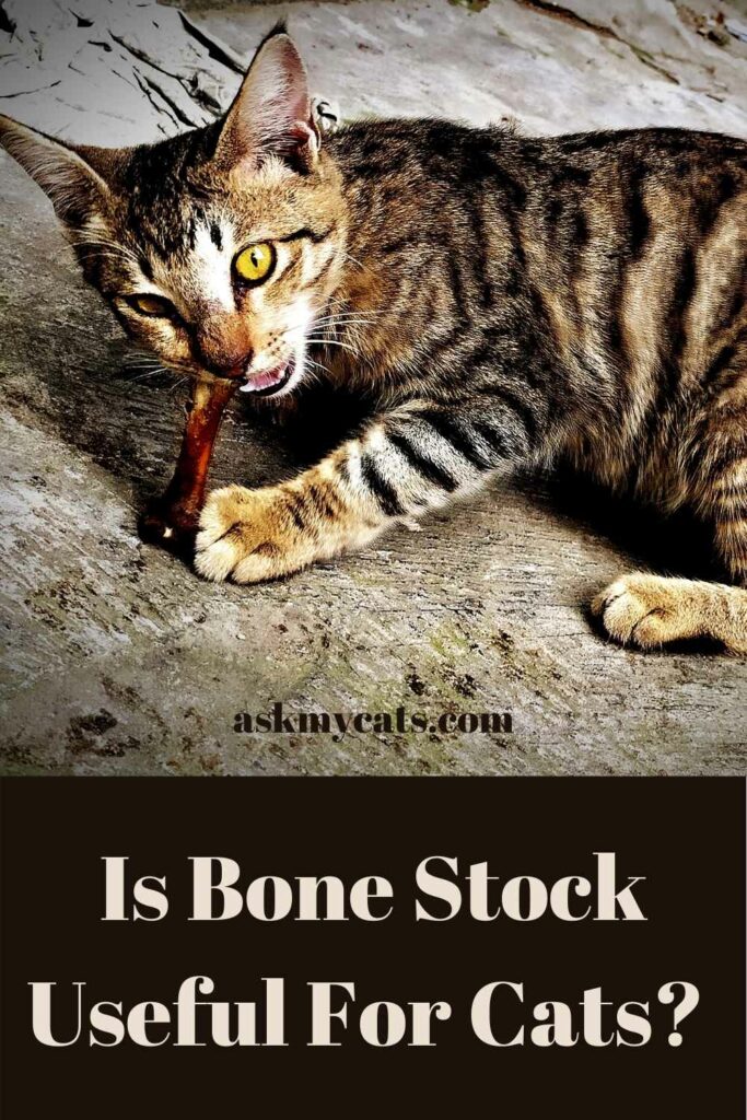 Is Bone Stock Useful For Cats?