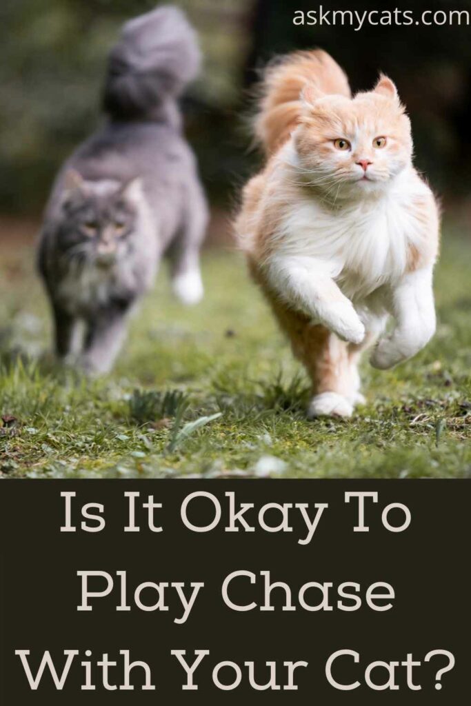 Is It Okay To Play Chase With Your Cat?