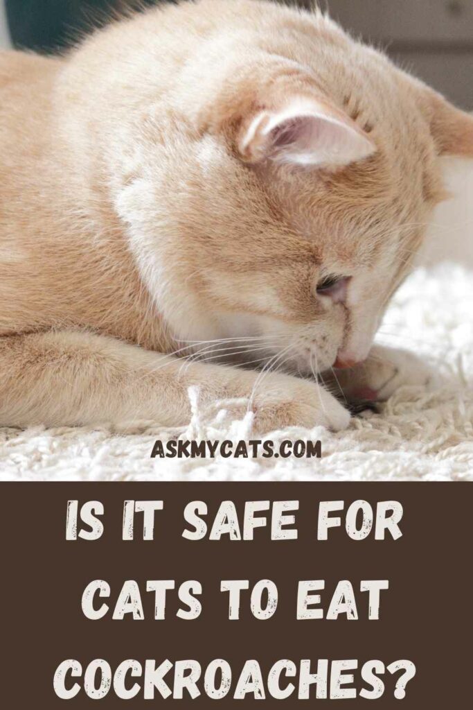 Is It Safe for Cats To Eat Cockroaches?