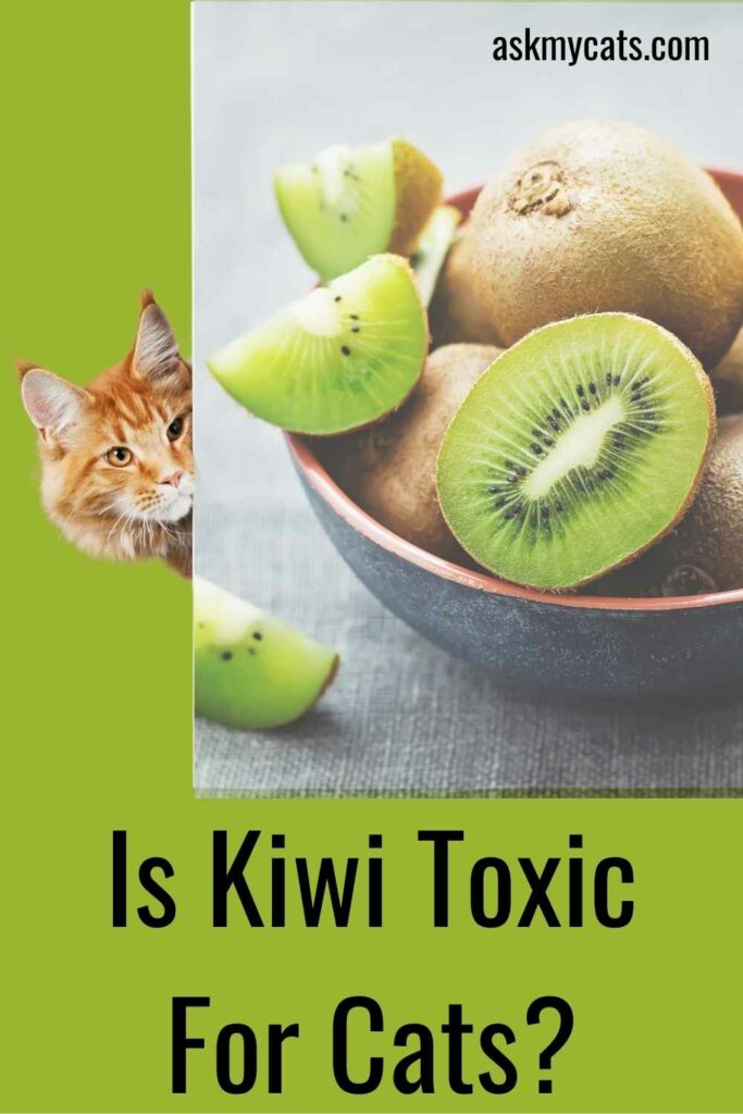 Is Kiwi Toxic For Cats?